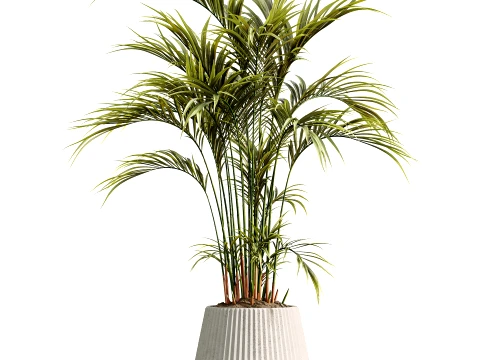 AV İ&ccedil; Mekan Bitkileri Seti 498 Kedi Kamış Palmiye Ficus Zeytin Zamioculcas 3D Model