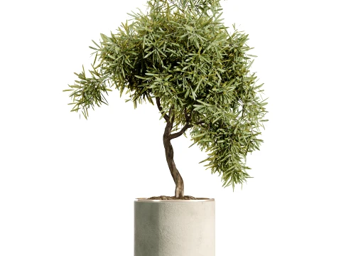 AV İ&ccedil; Mekan Bitkileri Seti 498 Kedi Kamış Palmiye Ficus Zeytin Zamioculcas 3D Model
