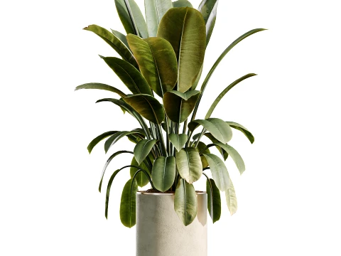 AV İ&ccedil; Mekan Bitkileri Seti 498 Kedi Kamış Palmiye Ficus Zeytin Zamioculcas 3D Model