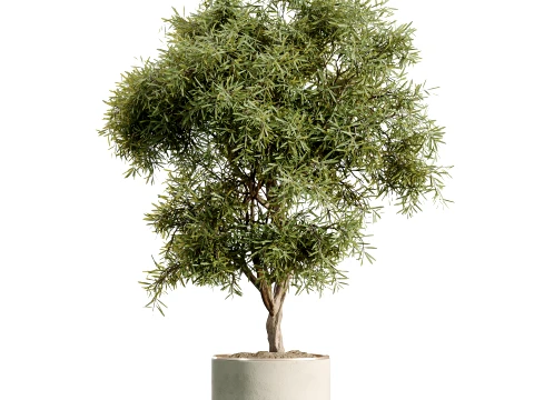 AV İ&ccedil; Mekan Bitkileri Seti 498 Kedi Kamış Palmiye Ficus Zeytin Zamioculcas 3D Model