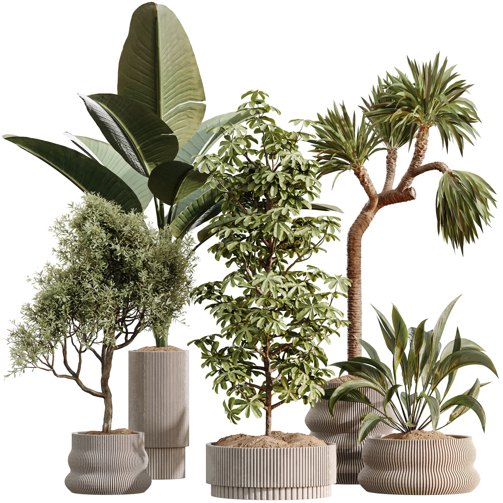 AV Indoor Plants Set 499 Peace Lily Yucca Olive Bird Paradise 3D Model .c4d .max .obj .3ds .fbx .stl .blend