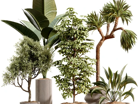 AV Indoor Plants Set 499 Peace Lily Yucca Olive Bird Paradise 3D Model