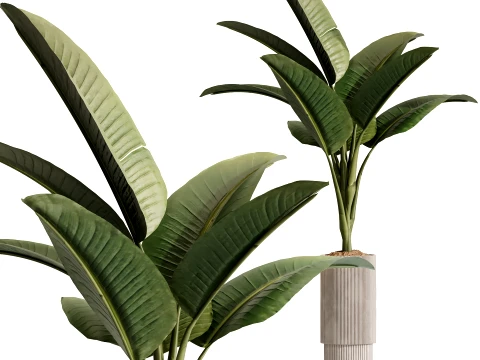 AV Indoor Plants Set 499 Peace Lily Yucca Olive Bird Paradise 3D Model