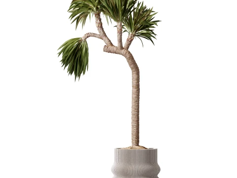 AV Indoor Plants Set 499 Peace Lily Yucca Olive Bird Paradise 3D Model