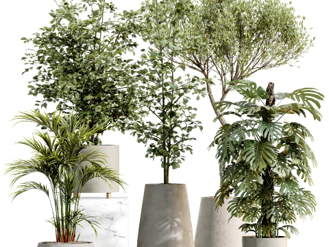 AV Kit de plantes d'int&eacute;rieur 522 Alnus Olive Monstera Reed Palm Modèle 3D