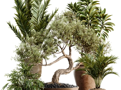 AV Ensemble de plantes d'int&eacute;rieur 523 Areca Palm Olive Euphorbia Cyara Modèle 3D