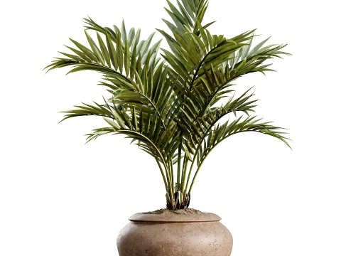 AV Indoor Plants Set 523 Areca Palm Olive Euphorbia Cyara 3D Model