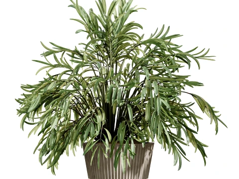 AV Indoor Plants Set 523 Areca Palm Olive Euphorbia Cyara 3D Model