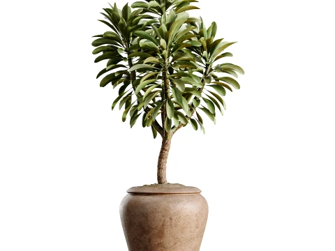 AV Indoor Plants Set 523 Areca Palm Olive Euphorbia Cyara 3D Model