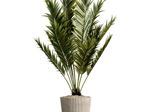 AV Indoor Plants Set 523 Areca Palm Olive Euphorbia Cyara 3D Model