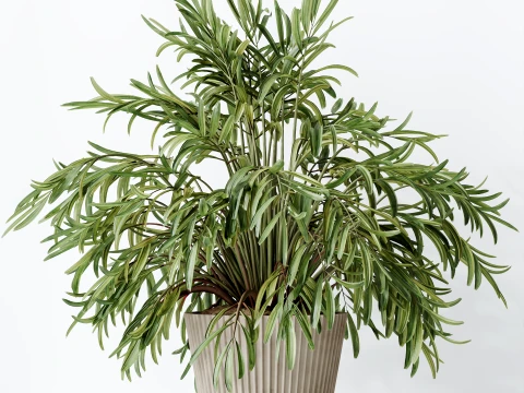 AV Indoor Plants Set 523 Areca Palm Olive Euphorbia Cyara 3D Model