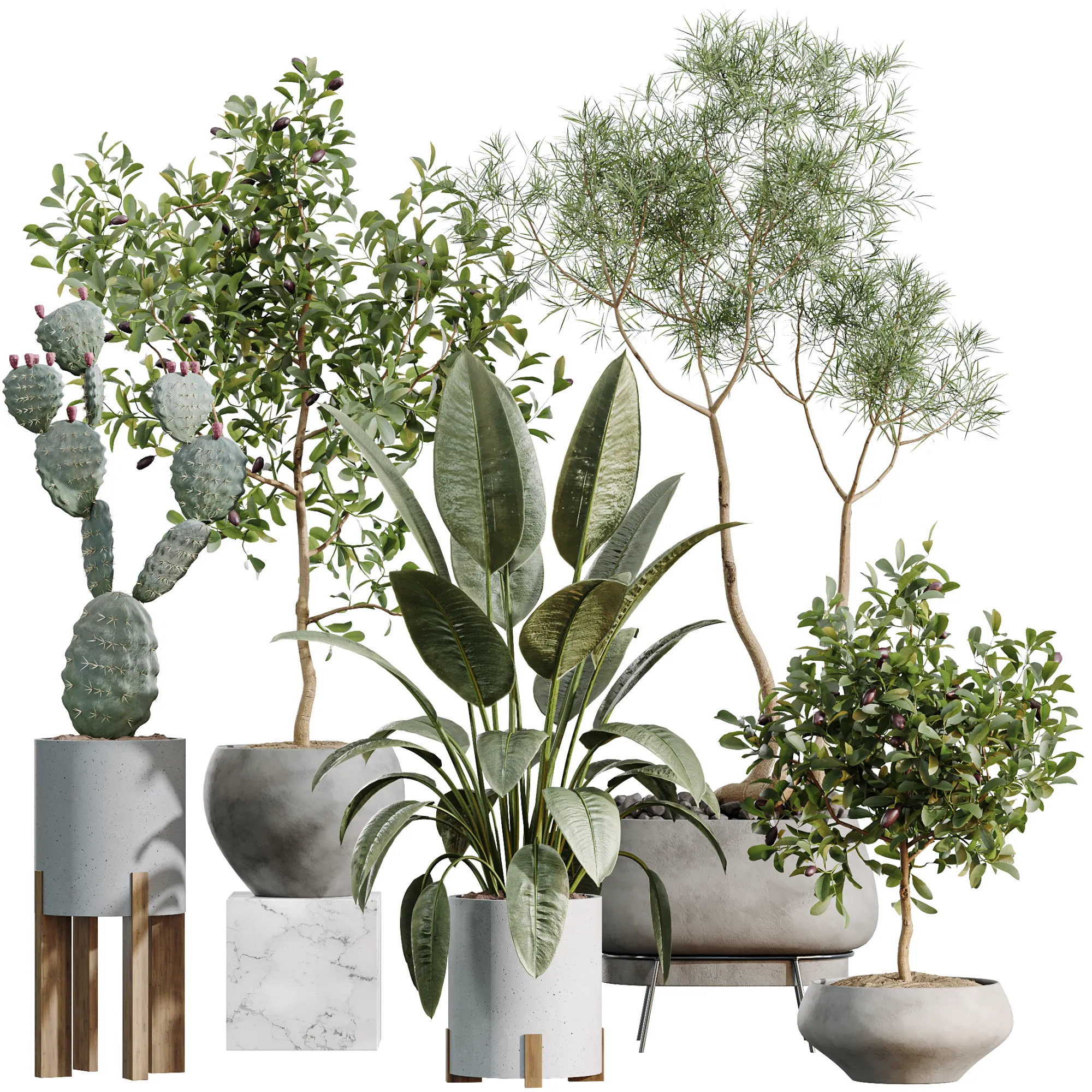 AV Indoor Plants Set 524 Pachira Ficus Dracaena Cactus 3D Model .c4d .max .obj .3ds .fbx .stl .blend 
