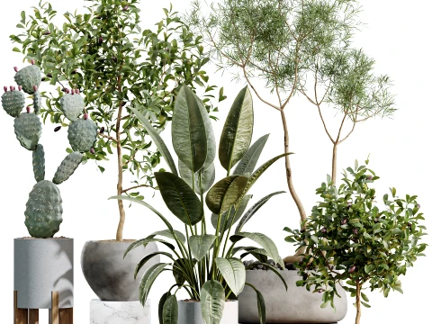AV Ensemble de plantes d'int&eacute;rieur 524 Pachira Ficus Dracaena Cactus Modèle 3D