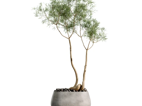 AV Indoor Plants Set 524 Pachira Ficus Dracaena Cactus 3D Model