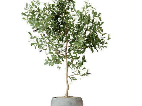 AV Indoor Plants Set 524 Pachira Ficus Dracaena Cactus 3D Model