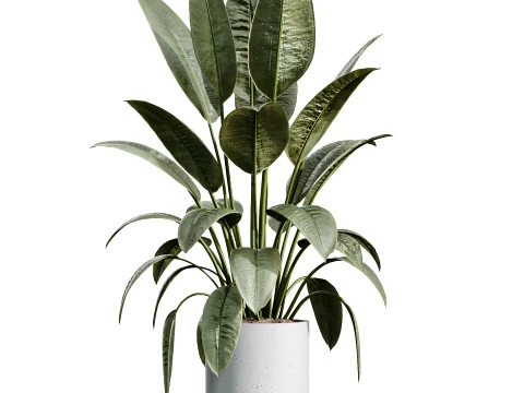 AV Indoor Plants Set 524 Pachira Ficus Dracaena Cactus 3D Model