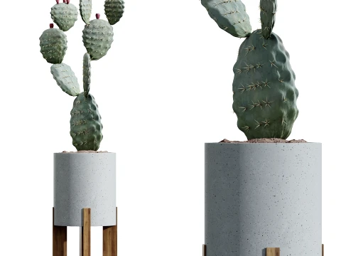 AV Indoor Plants Set 524 Pachira Ficus Dracaena Cactus 3D Model