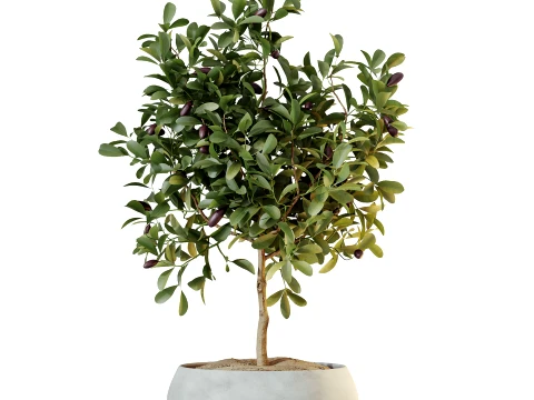 AV Indoor Plants Set 524 Pachira Ficus Dracaena Cactus 3D Model