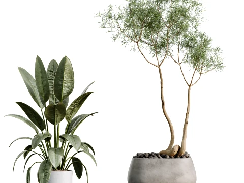 AV Indoor Plants Set 524 Pachira Ficus Dracaena Cactus 3D Model