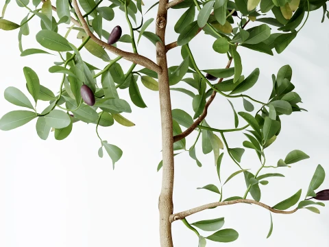 AV Indoor Plants Set 524 Pachira Ficus Dracaena Cactus 3D Model
