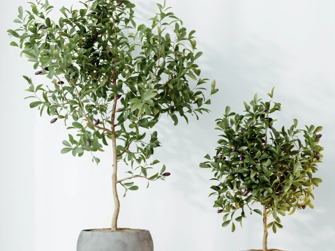 AV Indoor Plants Set 524 Pachira Ficus Dracaena Cactus 3D Model