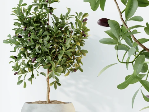 AV Indoor Plants Set 524 Pachira Ficus Dracaena Cactus 3D Model