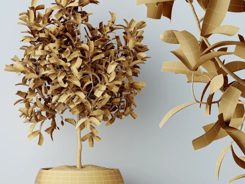 AV Indoor Plants Set 524 Pachira Ficus Dracaena Cactus 3D Model