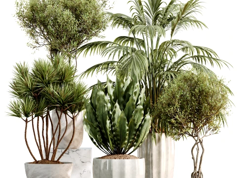 Zestaw roślin doniczkowych AV 525 Yucca Olive Areca Palm Spathiphyllum Model 3D