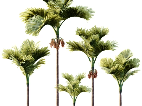 AV Plant Areca Catechu Palm Tree 01 3D Model
