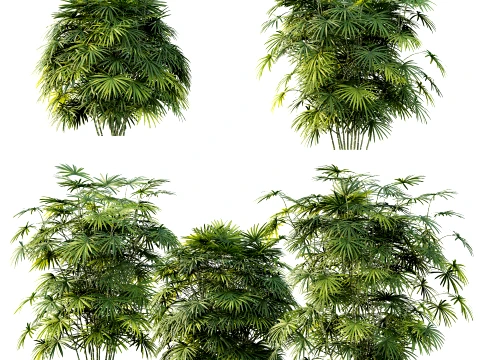 AV Растение Rhapis Excelsa Palm Bush 01 3D Модель