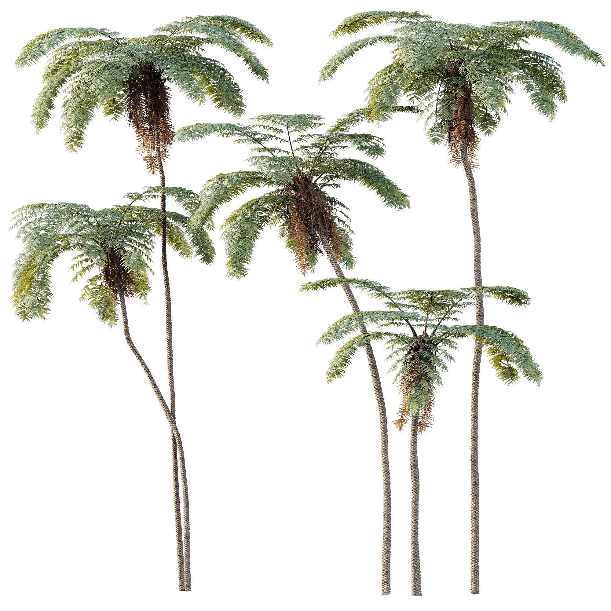 AV Plant Sphaeropteris Lepifera Palm Tree 01 3D Model .c4d .max .obj .3ds .fbx .stl .blend