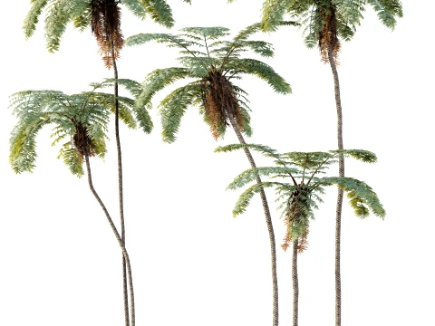 AV Plant Sphaeropteris Lepifera Palm Tree 01 3D Model