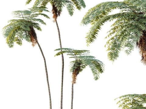 AV Plant Sphaeropteris Lepifera Palm Tree 01 3D Model