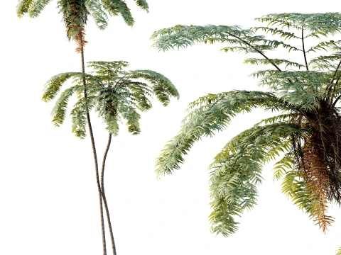 AV Plant Sphaeropteris Lepifera Palm Tree 01 3D Model