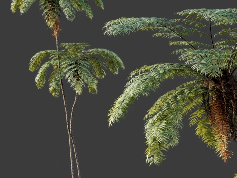AV Plant Sphaeropteris Lepifera Palm Tree 01 3D Model