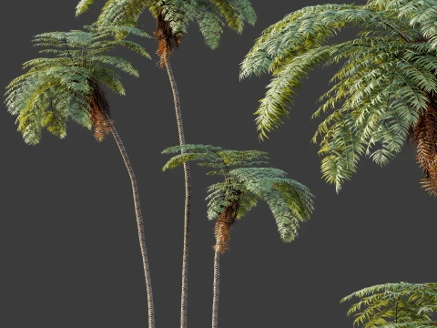 AV Plant Sphaeropteris Lepifera Palm Tree 01 3D Model