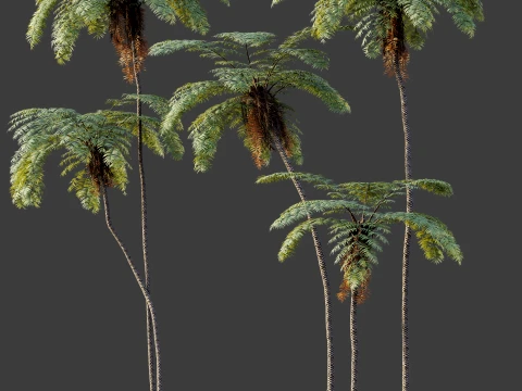 AV Plant Sphaeropteris Lepifera Palm Tree 01 3D Model