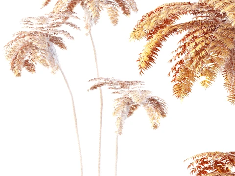 AV Plant Sphaeropteris Lepifera Palm Tree 01 3D Model