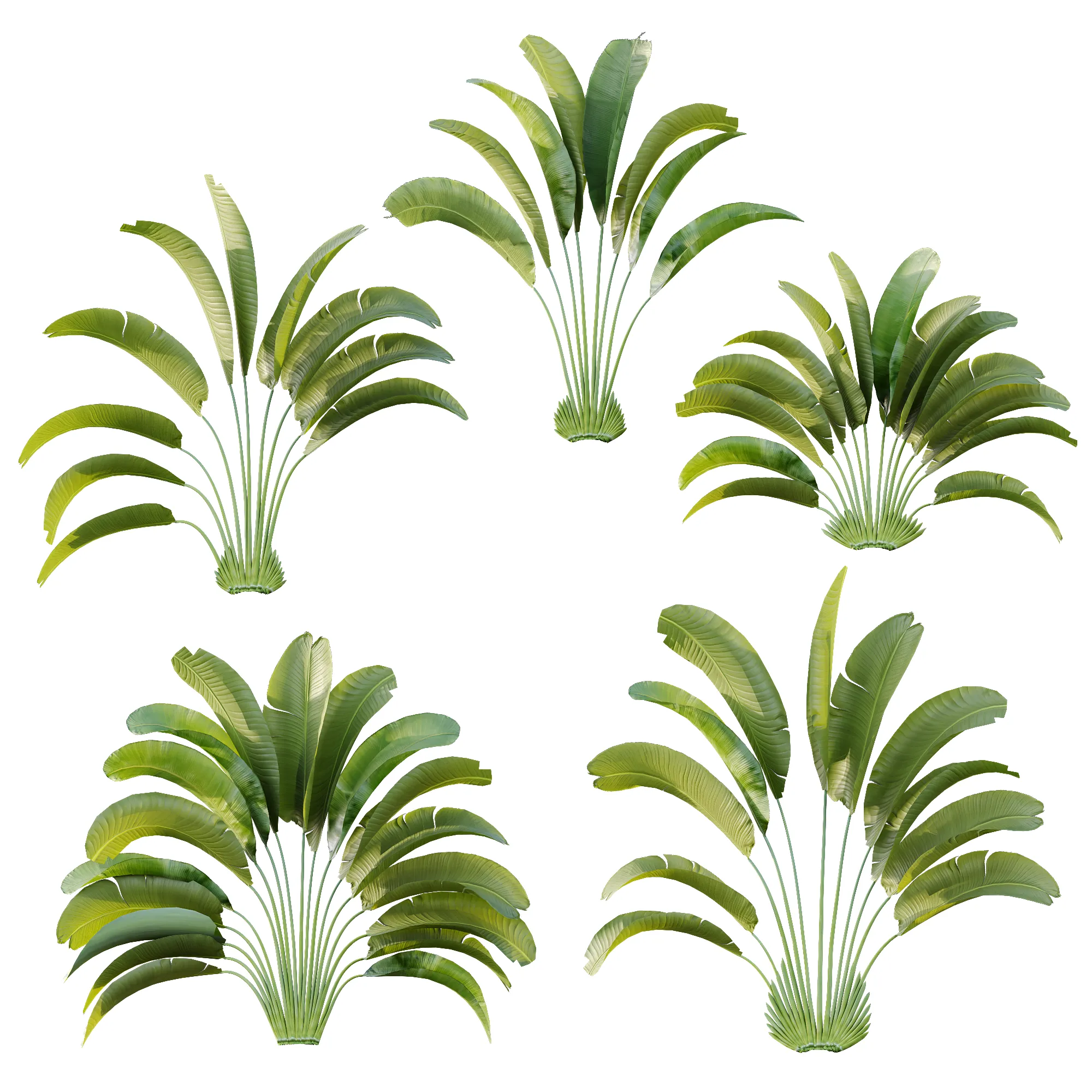 AV Plant Strelitzia Nicolai Palm Bush 01 3D Model .c4d .max .obj .3ds .fbx .stl .blend 