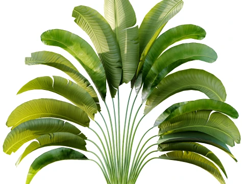 AV Plant Strelitzia Nicolai Palm Bush 01 3D Model