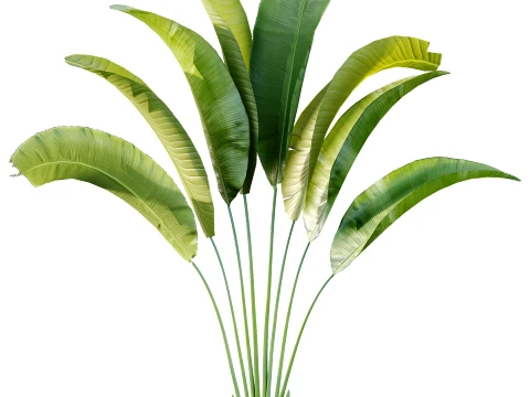 AV Plant Strelitzia Nicolai Palm Bush 01 3D Model
