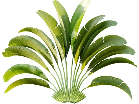 AV Plant Strelitzia Nicolai Palm Bush 01 3D Model