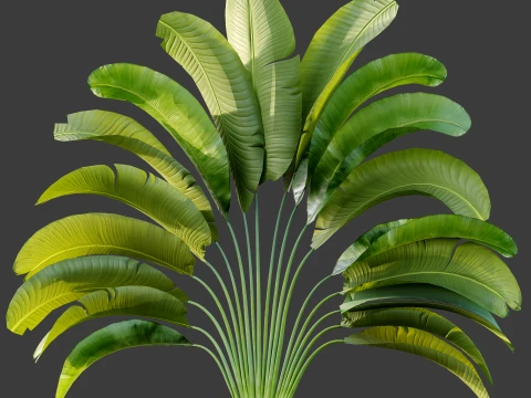 AV Plant Strelitzia Nicolai Palm Bush 01 3D Model
