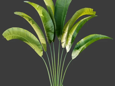 AV Plant Strelitzia Nicolai Palm Bush 01 3D Model