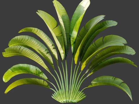 AV Plant Strelitzia Nicolai Palm Bush 01 3D Model