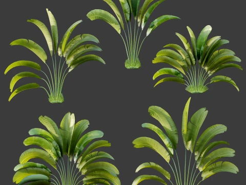 AV Plant Strelitzia Nicolai Palm Bush 01 3D Model