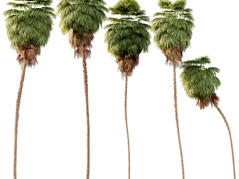 AV Planta Washingtonia Robusta Palmera 01 Modelo 3D