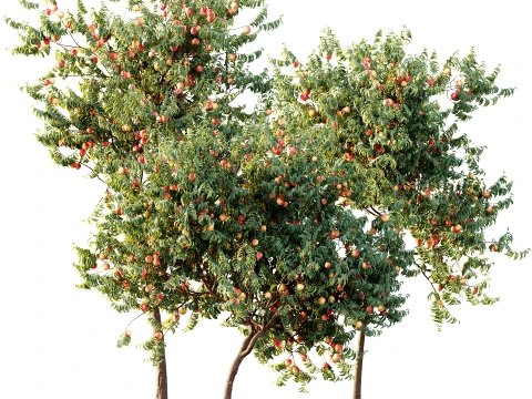 AV Plant Amygdalus Persica Peach Fruit Tree 01 3D Model