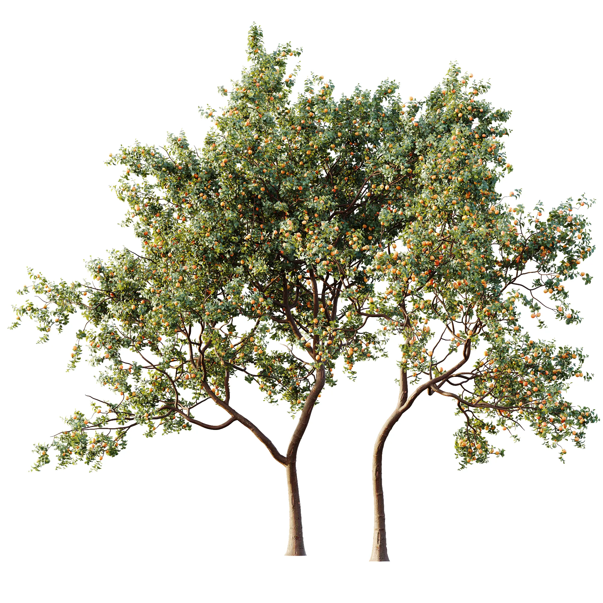 AV Plant Armeniaca Vulgaris Prunus Fruit Tree 01 3D Model .c4d .max .obj .3ds .fbx .stl .blend 