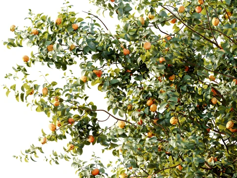 AV Plant Armeniaca Vulgaris Prunus Fruit Tree 01 3D Model